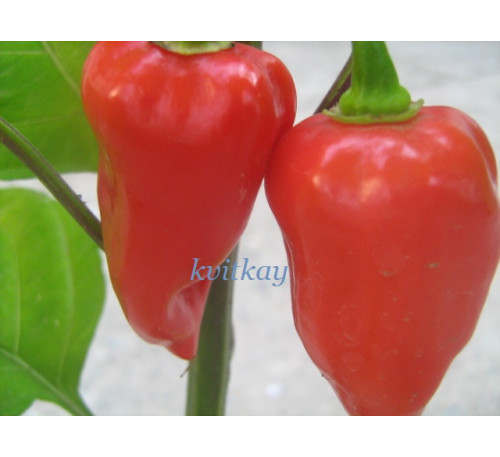 Насіння перцю гострого Fatalii Red